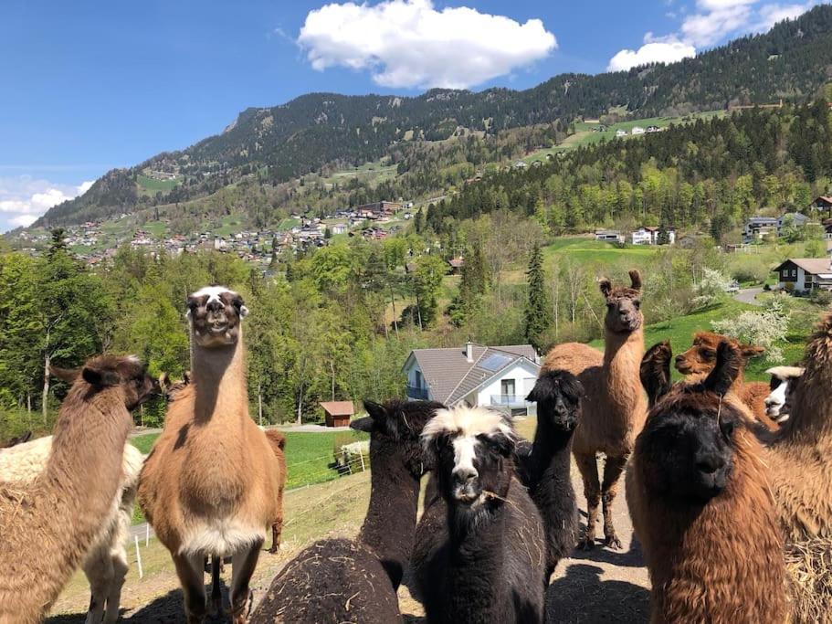 Hotel Jurte Beim Lama- & Alpakahof Triesenberg Exteriér fotografie