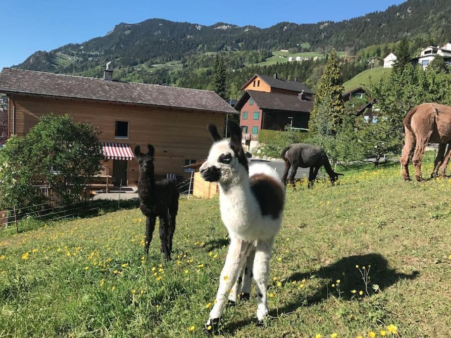 Hotel Jurte Beim Lama- & Alpakahof Triesenberg Exteriér fotografie