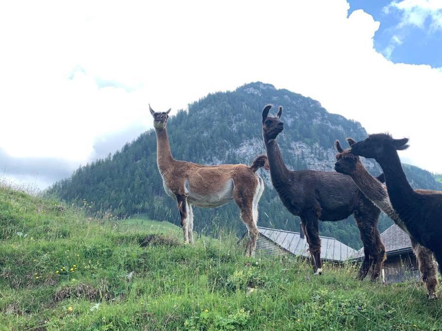 Hotel Jurte Beim Lama- & Alpakahof Triesenberg Exteriér fotografie