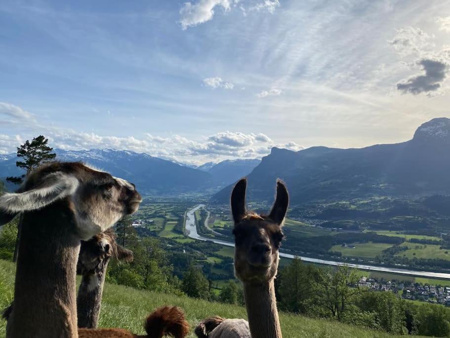 Hotel Jurte Beim Lama- & Alpakahof Triesenberg Exteriér fotografie